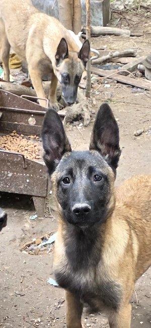 Belgian Malinois 