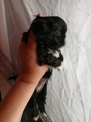 vand catelusi shih tzu  rasa pura detin ambi parinti  - imagine 2