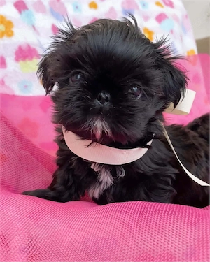 vand catelusi shih tzu  rasa pura detin ambi parinti  - imagine 3