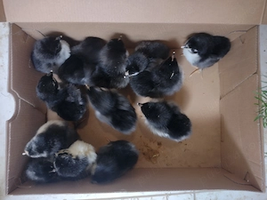 Pui australorp albastru, negru, splash  - imagine 5