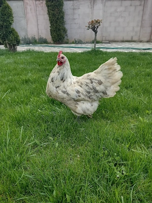 Pui australorp albastru, negru, splash  - imagine 4