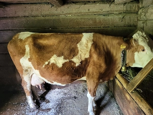 Vand vaca baltata romaneasca cu acte, buna de lapte - imagine 3