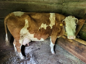 Vand vaca baltata romaneasca cu acte, buna de lapte - imagine 5