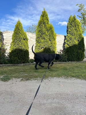 Presa Canario Mascul 13 luni Pedigree Microcip - imagine 3