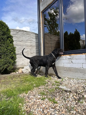 Presa Canario Mascul 13 luni Pedigree Microcip - imagine 2