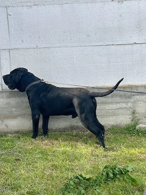 Presa Canario Mascul 13 luni Pedigree Microcip