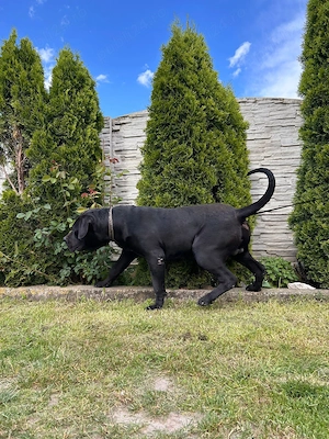 Presa Canario Mascul 13 luni Pedigree Microcip - imagine 4