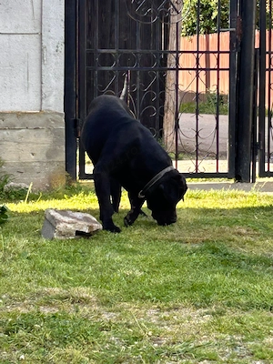 Presa Canario Mascul 13 luni Pedigree Microcip - imagine 5