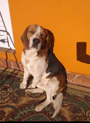 Cățeluși Beagle  - imagine 2