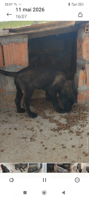Căței Belgian Malinois  - imagine 3