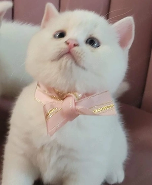 British Shorthair White 