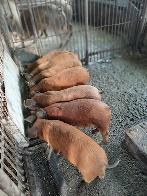 Vind 7 purcei duroc de 10 săptămini  - imagine 2