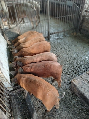Vind 7 purcei duroc de 10 săptămini  - imagine 3