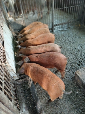 Vind 7 purcei duroc de 10 săptămini  - imagine 4