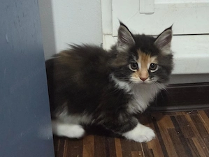 Pui Maine Coon, 2 luni - imagine 3