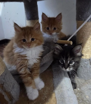 Pui Maine Coon, 2 luni - imagine 2