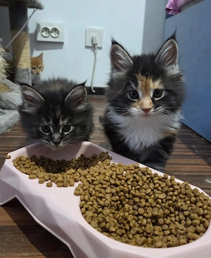 Pui Maine Coon, 2 luni
