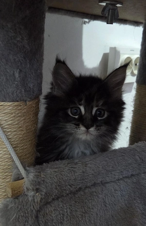 Pui Maine Coon, 2 luni - imagine 4