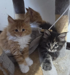 Pui Maine Coon, 2 luni - imagine 5