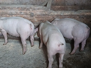 Soldani de carne 45-55 kg - imagine 2