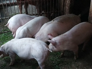 Soldani de carne 45-55 kg