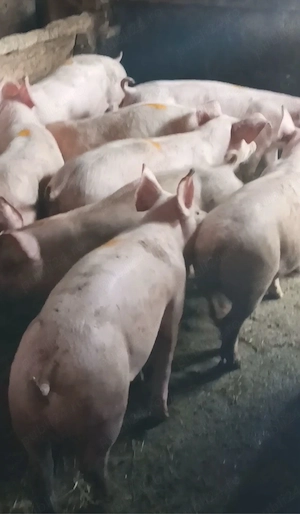 Soldanei de carne 35-40 kg - imagine 3