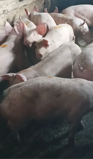 Soldanei de carne 35-40 kg - imagine 4