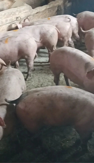 Soldanei de carne 35-40 kg - imagine 2