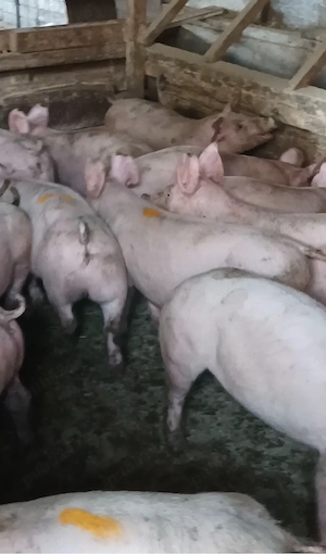 Soldanei de carne 35-40 kg