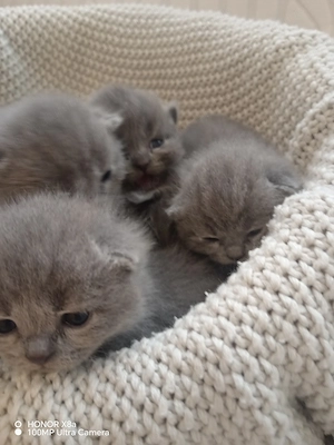 British shorthair 
