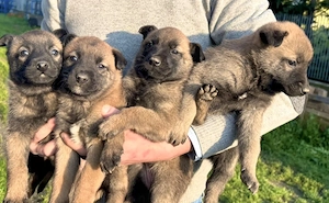 Căței ciobănesc belgian malinois 