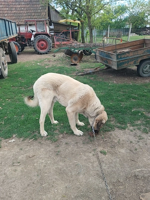 Vând câine kangal mascul
