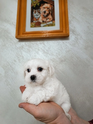 Băiat bichon maltez 