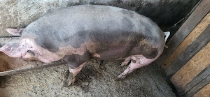 Porc de vanzare!