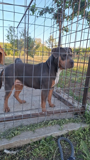American bully tricolor liliac  - imagine 2