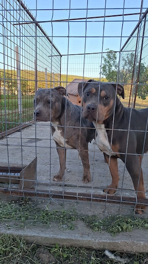 American bully tricolor liliac  - imagine 3