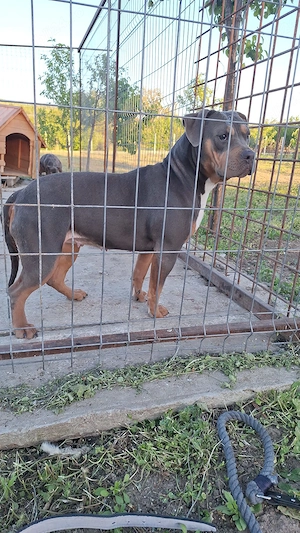 American bully tricolor liliac 