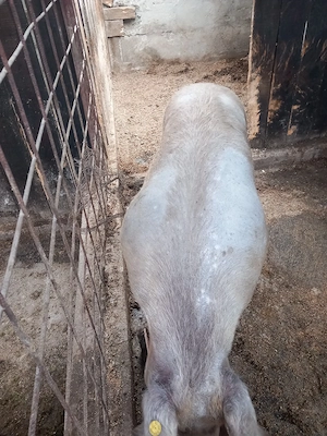 de vînzare
