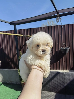 Puiuți Bichon Maltez