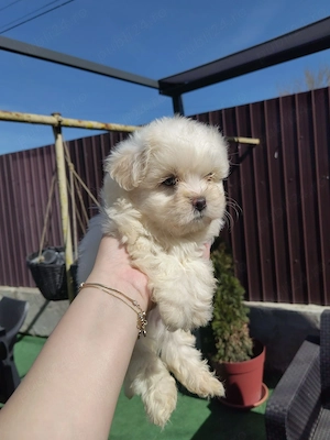 Puiuți Bichon Maltez - imagine 2