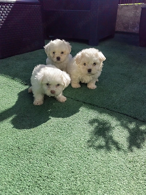 Puiuți Bichon Maltez - imagine 5