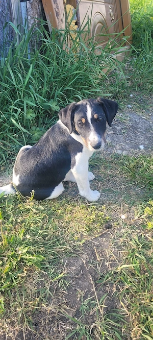 Jack russell terier  - imagine 2