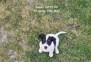 Jack russell terier  - imagine 3