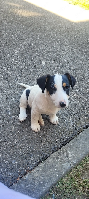 Jack russell terier  - imagine 3