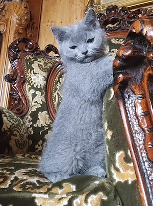 British Shorthair fetita