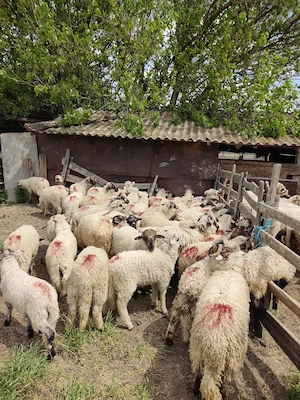 Miei de vananzare