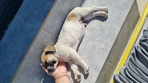 Adoptie catelus gasit pe strada - imagine 4