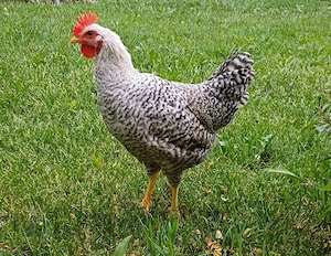 Cocosi de vanzare
