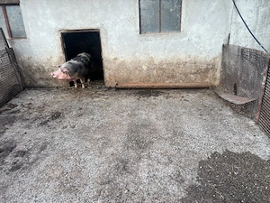 Vând porci