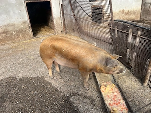 Vând porci